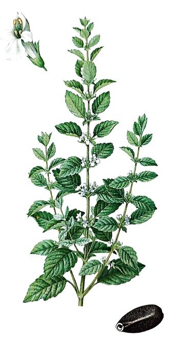 Mélisse officinale